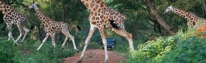 My giraffes and saying hello to Hannah